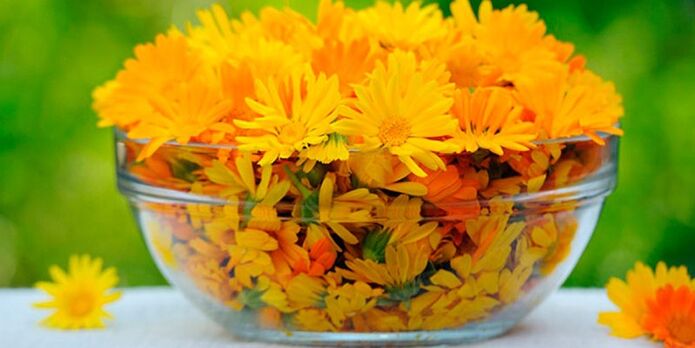 Calendula flowers to provide antifungal absorption